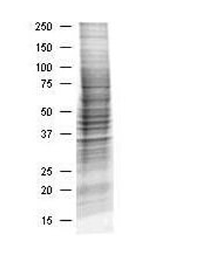 Coomassie stained SDS-PAGE of 30 μg of Insulin Stimulated HEK293 Whole Cell Lysate resolved using a 4-20% gradient gel under reducing conditions (lane 2).